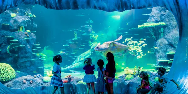children looking at turtle in tank