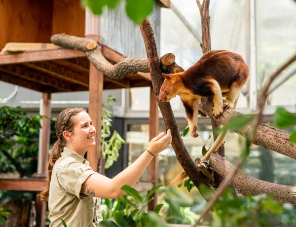 WILD LIFE Sydney Zoo Kofi The Goodfellow's Tree Kangroo With Keeper Renee
