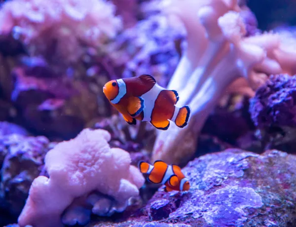 SEA LIFE Sydney Aquarium Clownfish