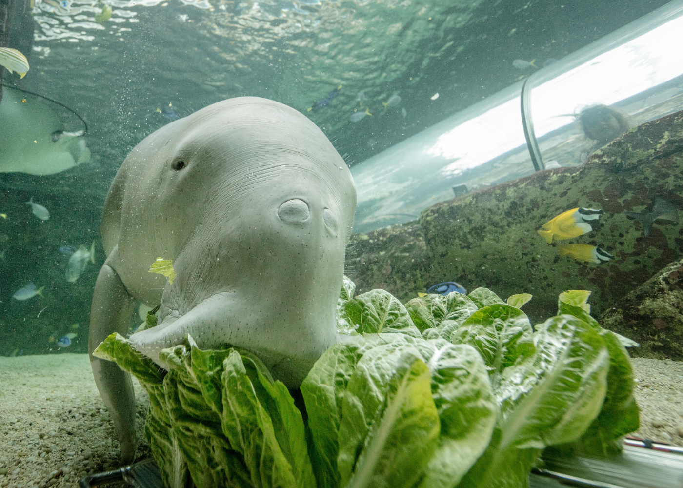 Hero Image Dugong