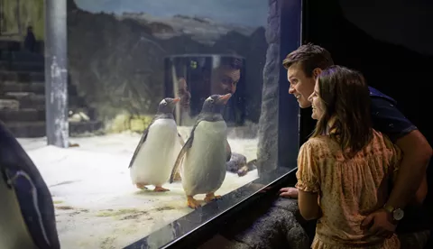 SEA LIFE Sydney Aquarium Guests Looking At Penguins