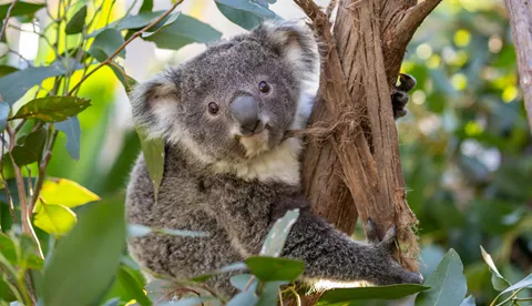 Koala Joey At WILD LIFE Sydney Zoo